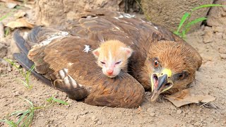 Falcon Adopted Baby Cats after they lost their mother Just unbelieveble [upl. by Rramahs]