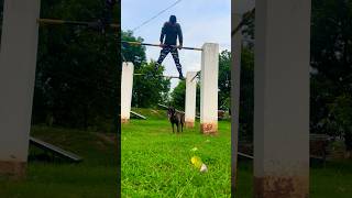 Belgian malinois training dog youtubeshorts Dog viralvideo trending doglover pets ytshorts [upl. by Eilahs]