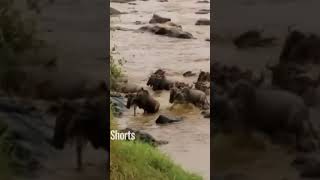 Watch the Great Wildebeest Migration River Crossing [upl. by Asilrak]