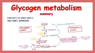 glycogen metabolism summary  CSIR NET  IIT JAM  GATB2020  GATE  JNU CEEB [upl. by Sirhc607]