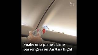 Snake on AirAsia flight alarms passengers [upl. by Nosyrb]