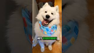 My Samoyeds Monday Meltdown samoyed dog shorts funny [upl. by Nikolos]