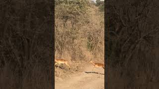 Beautiful Tanzania Serengeti National Park animals wildlife lion [upl. by Turk690]