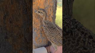 Black Francolin favourite feed Termites shorts shortfeed wildlife viral birdslover [upl. by Harbard27]