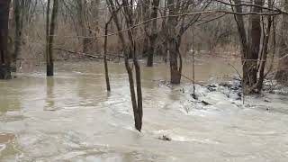 Olentangy River Wetland Flood of 2022 [upl. by Donnamarie805]