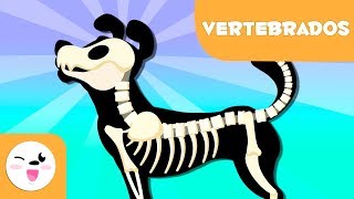 Animales vertebrados para niños  Introducción [upl. by Horatia]