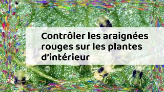 Contrôler les araignées rouges sur les plantes dintérieur [upl. by Otti]