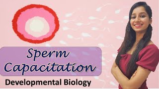 Capacitation of Sperm I Developmental Biology I Animal Reproduction [upl. by Wallach]