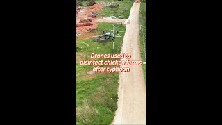 Drones used to disinfect chicken farms in Chinas Hainan after typhoon [upl. by Sibella]