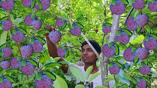 Sugar Apple Harvesting🍎😋 Made EASY with Purple Custard Apples [upl. by Purington]