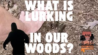 What is lurking in our woods [upl. by Stodder]