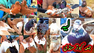 Friday Pigeons Market Latest Update  Khal Peshori Rangen Sasta Kabootar  Kabutar Mandi Layyah [upl. by Rodie]