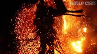 Baining man performing firedance ceremony Baining Mountains Papua New Guinea [upl. by Ahsikel692]