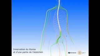 Vidéo sonorisée La moelle épinière et les nerfs rachidiens [upl. by Sturrock]