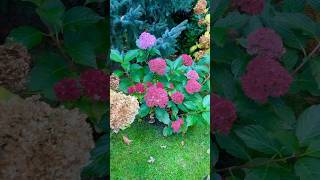 Hydrangea garden in late fall 💚❤️💙November 2 2024 hydrangea  hydrangeas hydrangeagarden [upl. by Dowzall]