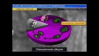 CBSE Class 11 Biology  Plant Life cycles and Alternation of Generation  By Shiksha House [upl. by Nagn]