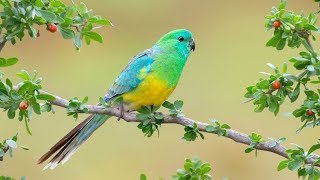 Redrumped parrot Cyanoramphus Cockatiel  Birds Call Bird Song [upl. by Carmena559]