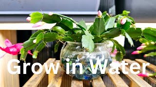 How to Grow Christmas Cactus in Water Tips on Holiday CactusThanksgiving CactusZygocactus [upl. by Londoner]