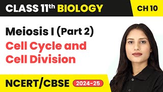 Meiosis I Part 2  Cell Cycle and Cell Division  Class 11 Biology Chapter 10  CBSE 202425 [upl. by Primaveria109]