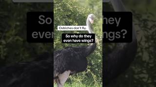 Why do these flightless birds have wings naturepbs animalshorts ostrich wildlife bird [upl. by Jordison863]