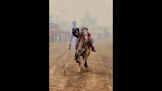 Nazabazi with Mubashar Tiwana beautifulhorses horse pakistan punjab youtube youtubeshorts [upl. by Ayatnwahs]