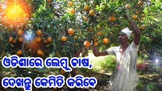 Lemon Fruit Farming in Odisha full details explained with process soil type fertilizer profit [upl. by Atse]