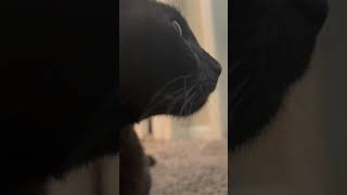 Up close to my cat [upl. by Oah]