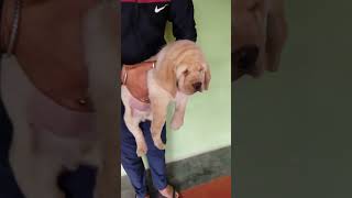 newreels goldenlabrador puppy youtube highlights tranding pets doglover [upl. by Teri768]