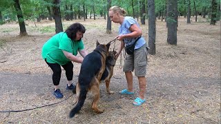 Puppies coming soon Spectacular German Shepherds Alfons and Elsa Odessa Ukraine [upl. by Anaet]