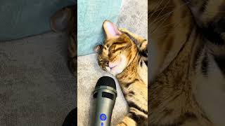 Snoring Cat Caught on Camera 🐾😂 Shorts [upl. by Asyram203]