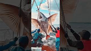 Giant Sea Monsters Caught by Fishermen 🐙🎣GiantSeaCreatures FishingDiscoveries OceanMysteries [upl. by Lurlene]