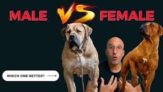 Boerboel MALE VS Boerboel FEMALE  5 Differences  Which one Better [upl. by Banyaz]