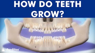 INCREDIBLE Tooth eruption process  How do teeth grow © [upl. by Assenev]