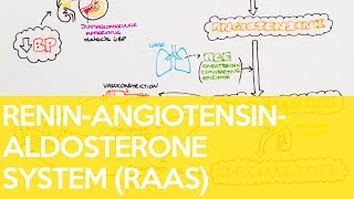 The ReninAngiotensinAldosterone System RAAS  Sarah Clifford Illustration Tutorial [upl. by Camile790]