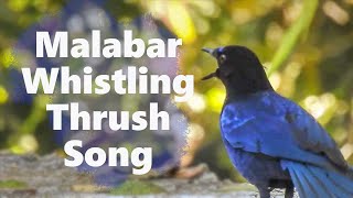 The Malabar Whistling Thrush Singing inside Parambikulam Tiger Reserve Kerala birdcalls [upl. by Arok]