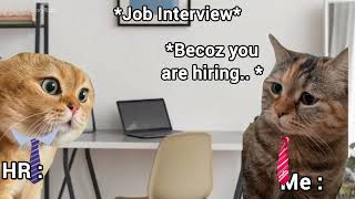 Cat Job Interview  Cats Memes  Storylliant [upl. by Sylvester]