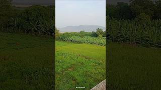 Maa ooru gundlur rachapalli village shorts youtubeshorts viralshorts village subscribetrending [upl. by Petronia]