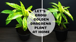 How to Grow Golden Dracaena Plant at Home  How to Propagate Dracaena Golden Milky [upl. by Hjerpe]