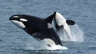 9 Dream Interpretations about a Killer Whale [upl. by Ydnem]