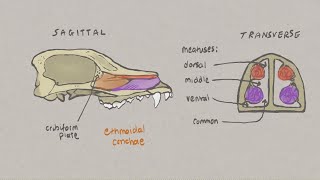 VNatomy  Canine Skull 3  Nasal chambers palate and mandible [upl. by Ahern716]