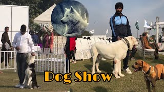 CACIB DOG SHoW in Lahore  Dog Race  All Bread Dogs [upl. by Nnahteb]