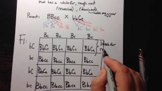 Dihybrid Crosses using a Punnett Square [upl. by Duwe]