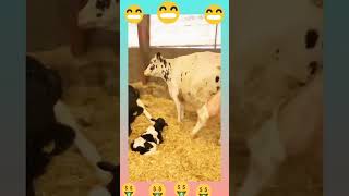 Cow Faram cow cowmilk cattlefarm caleningfeeding [upl. by Adora]