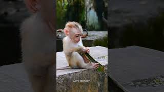 Daily life of Adorable Wild Baby Monkeys Ep214 [upl. by Januarius]