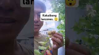 Kakaibang Lanzones shorts shortvideo fypシ゚viral [upl. by Imaon]