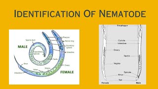 What is Nematodes  Identification of Nematodes [upl. by Hewitt]