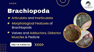 Brachiopoda amp its Adductor Diductor Muscles function pedicle Articulata Inarticulate Morphology [upl. by Naxela551]