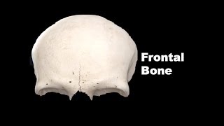 Osteology of Head amp neck  Lacrimal Bone Anatomy mbbs education bds headandneckanatomy [upl. by Linneman]