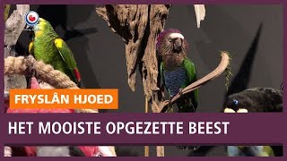 REPO Kraagpapegaai is mooiste opgezette beest van Nederland [upl. by Ater577]