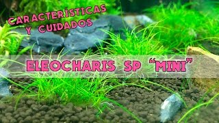 Eleocharis SP Mini  Características y cuidados [upl. by Oalsinatse]